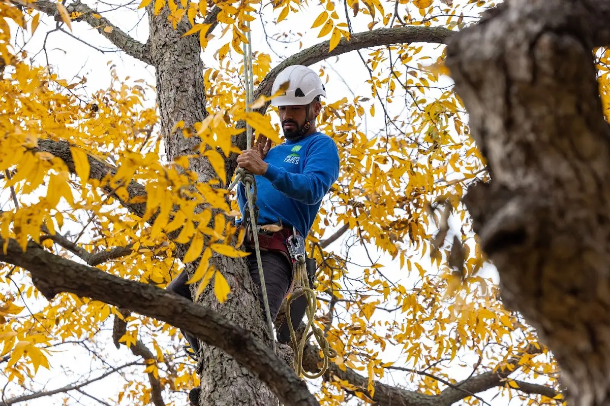 Skilled Tree Planing crew working in Waynesville